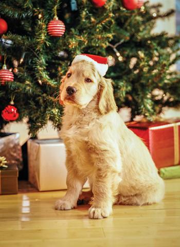 puppy%20with%20santa%20hat.jpg
